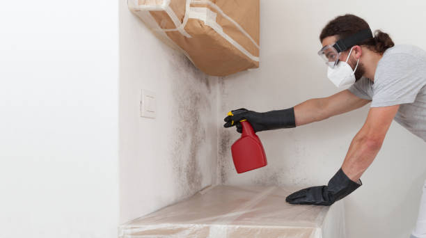 Professional Basement Mold Remediation technician working in Higgins Lake, MI