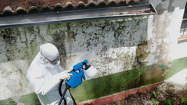 Trusted Commercial Mold Remediation service in Higgins Lake, MI - Cheap Mold Removal